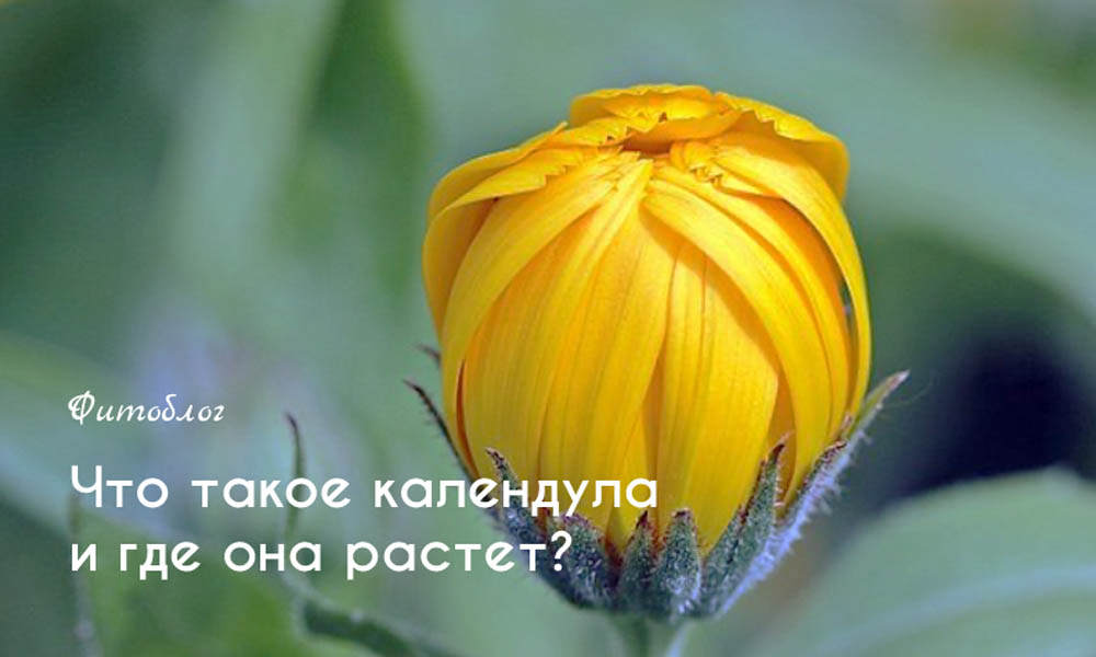 Что такое календула и где она растет?
