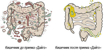 влияние дайго на кишечник