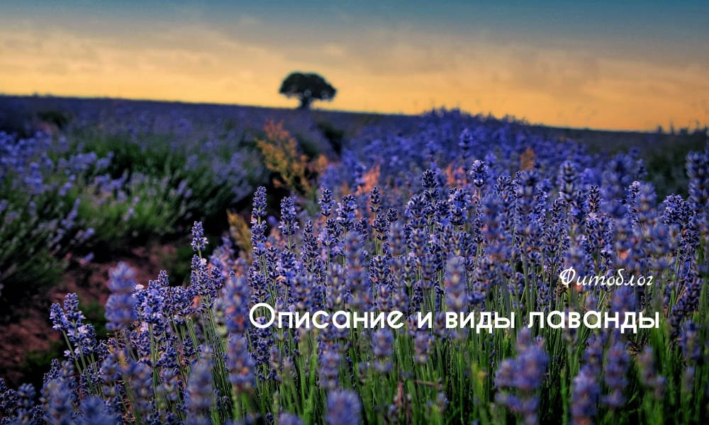 Описание и виды лаванды