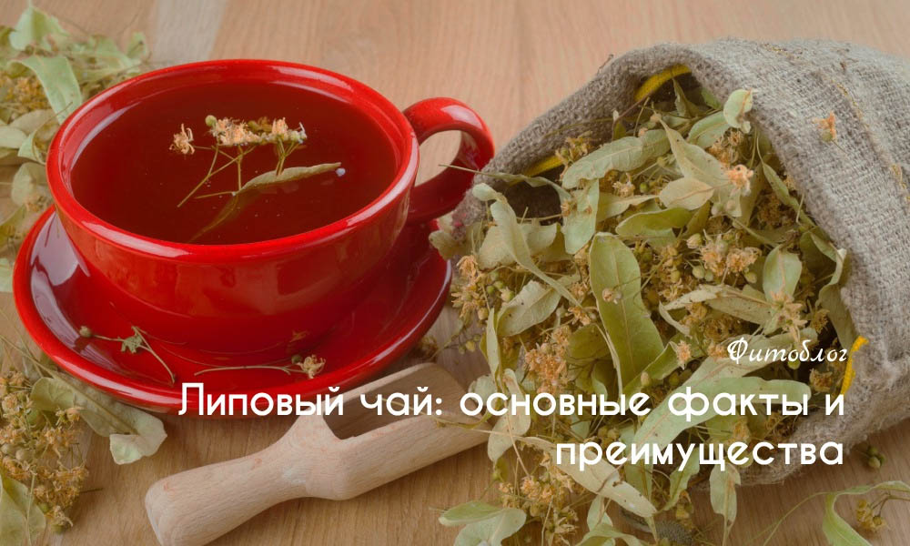 Липовый чай: основные факты и преимущества