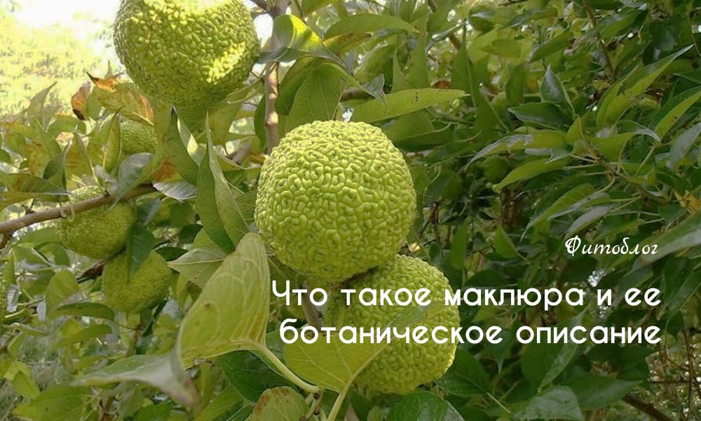 Что такое маклюра и ее ботаническое описание