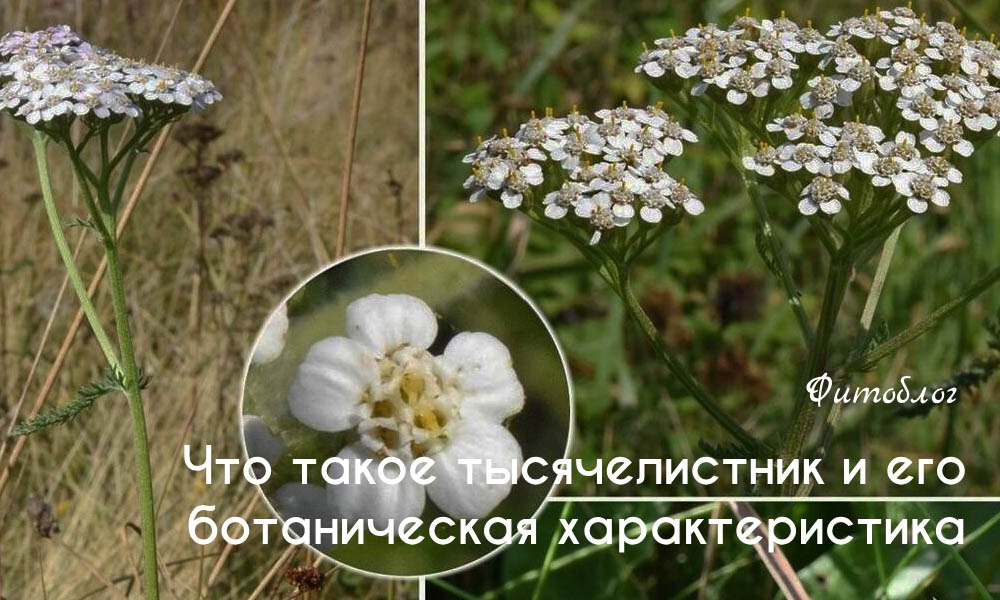 Что такое тысячелистник