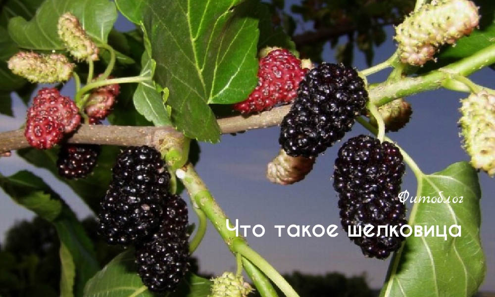 Что такое шелковица