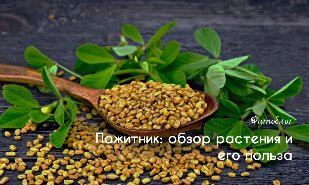 Пажитник: обзор растения и его польза 