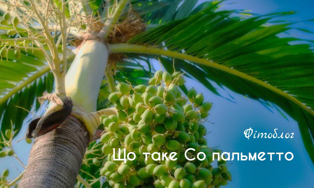 Що таке з пальметто
