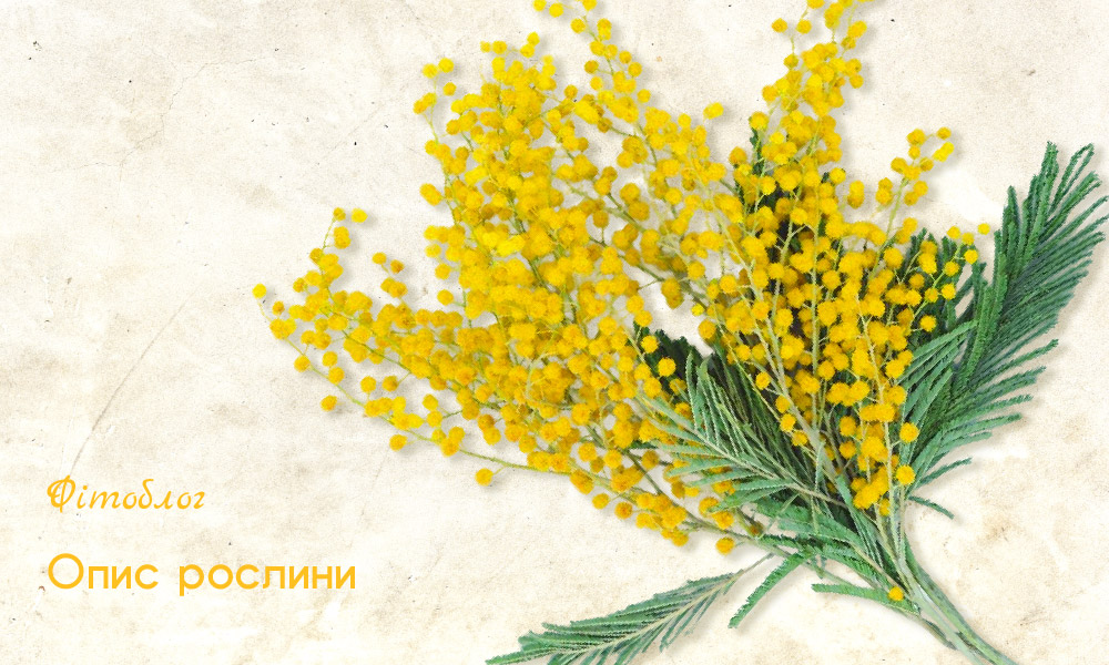 пижмо опис рослини