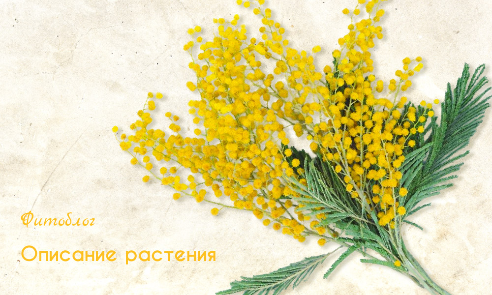 пижма описание растения
