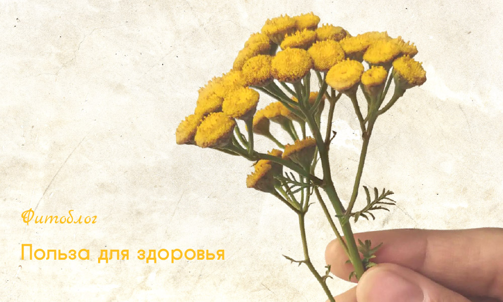 пижма польза