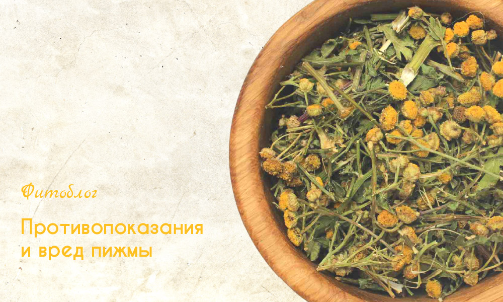 пижма противопоказания и вред