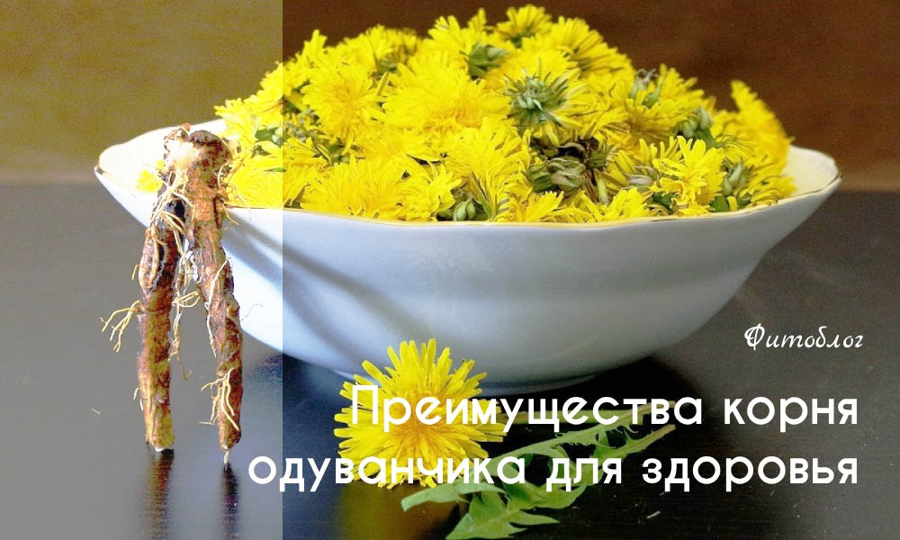 Преимущества корня одуванчика для здоровья