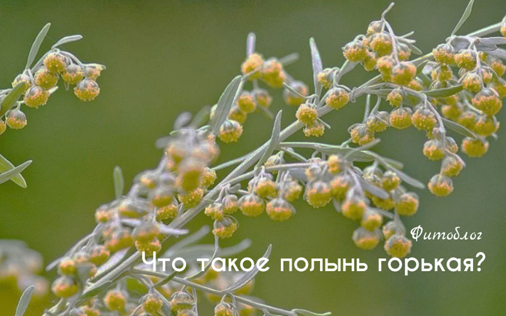 Полынь: лекарственная трава против паразитов и рака