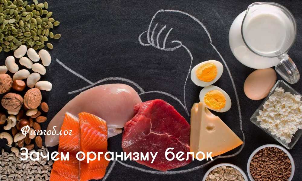 Зачем организму белок?