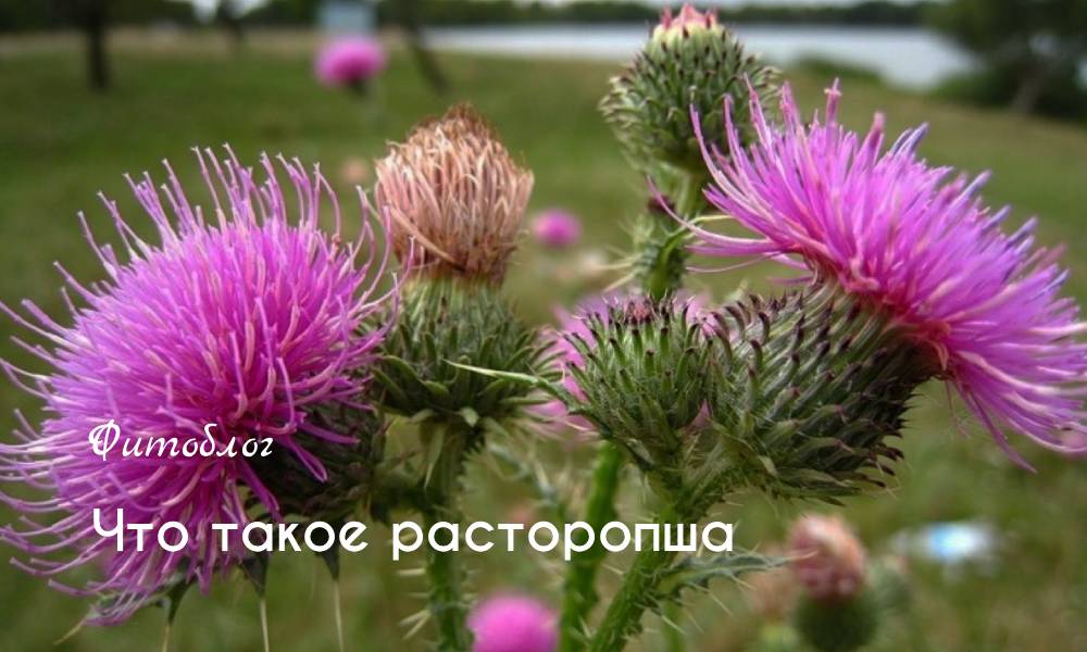 Что такое расторопша