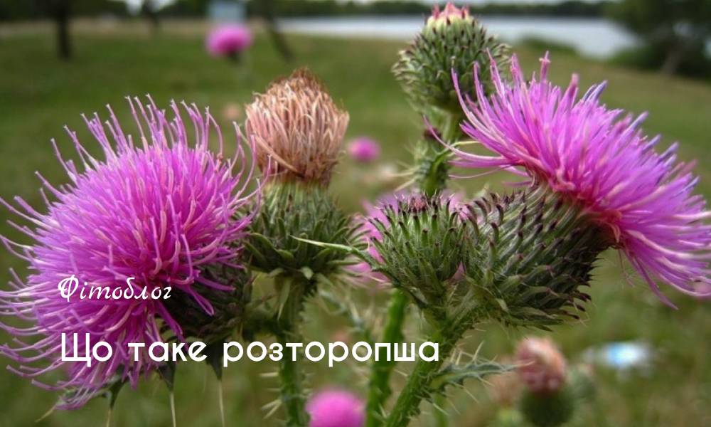 Що таке розторопша