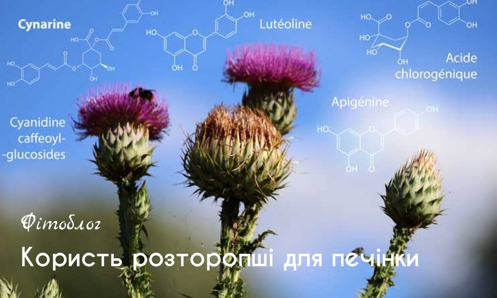 Корисність розторопші для печінки