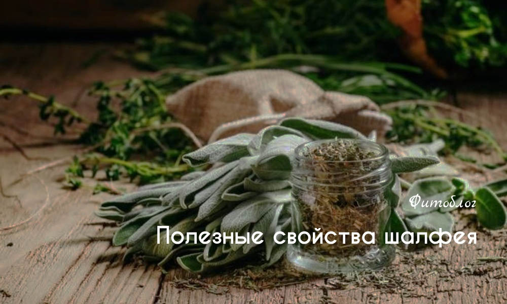 Полезные свойства шалфея