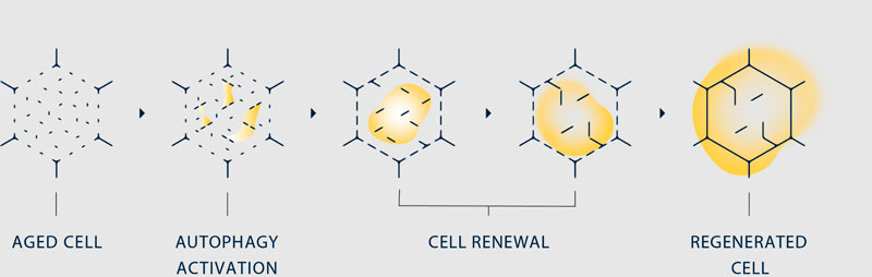 разрушение и восстановление клеток