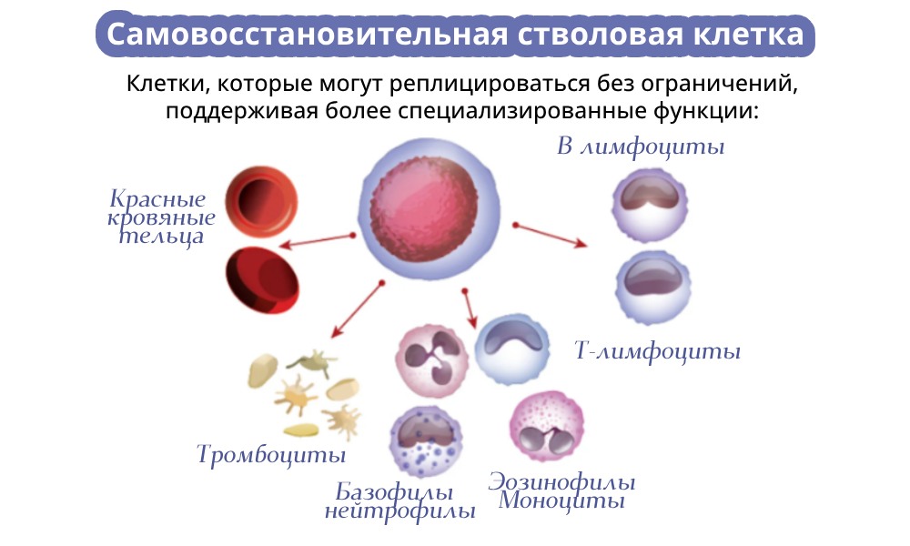 Stem Cell Support - забота о клеточной жизнеспособности