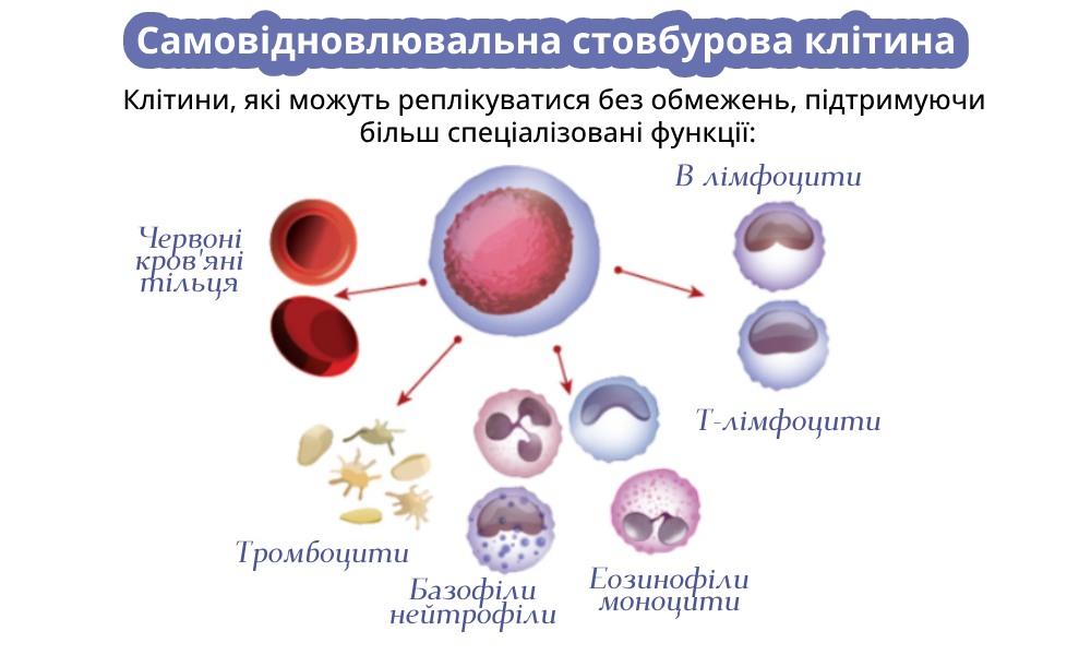 Stem Cell Support - турбота про клітинну життєздатність