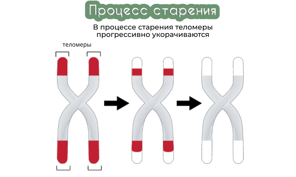 Telomere Support™: раскрытие сути клеточной молодости