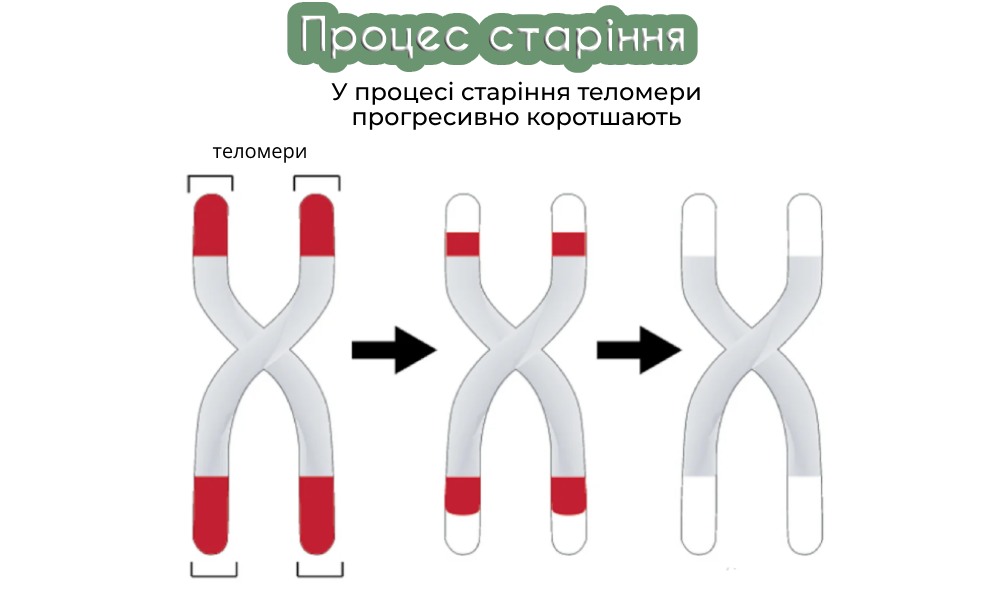 Telomere Support™: розкриття суті клітинної молодості