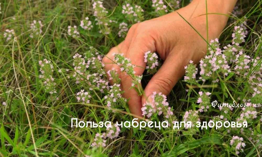 Польза чабреца для здоровья