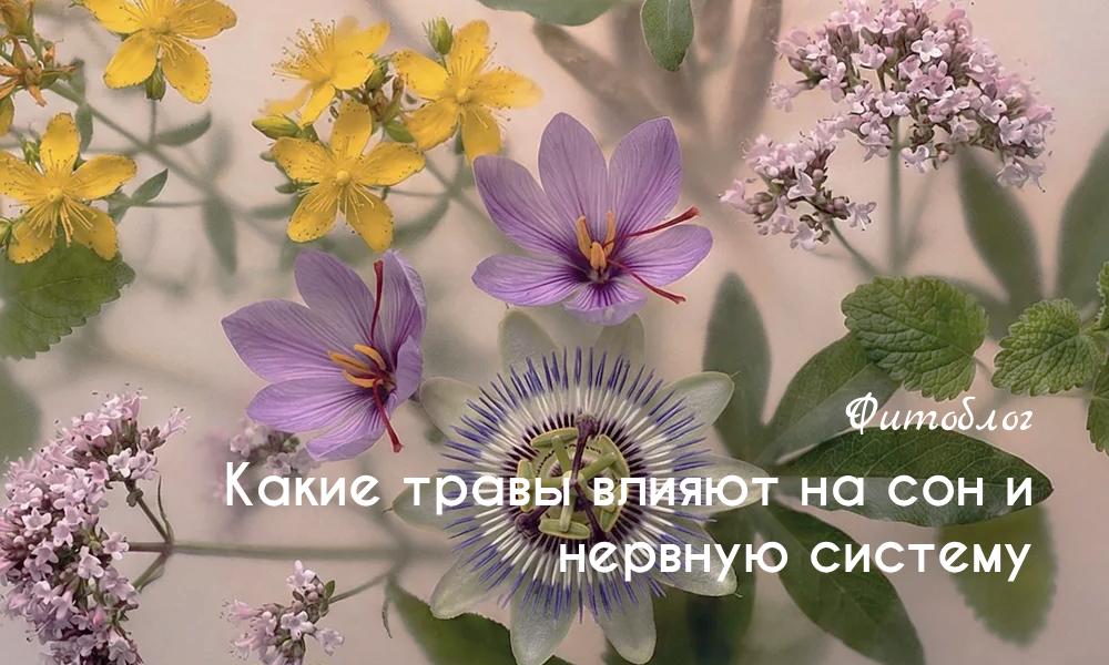 Какие травы влияют на сон и нервную систему 