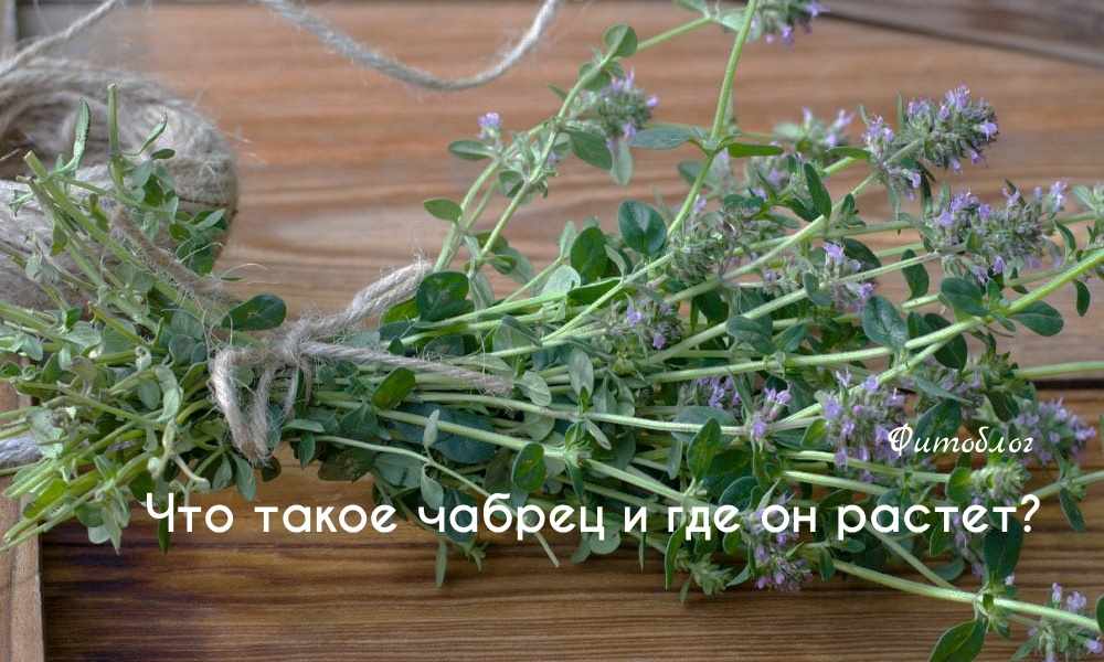 Что такое чабрец и где он растет?